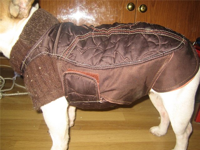 Одежда для собаки: дань моде или важная необходимость питомцу?