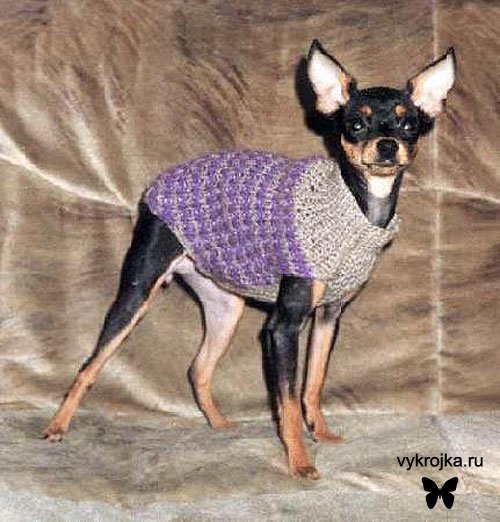 Вяжем свитер для собачки